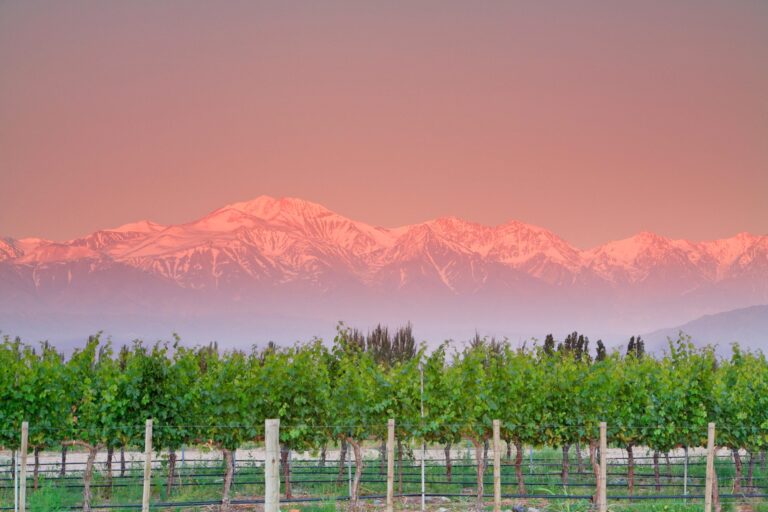 The Best Vineyards See the Andes