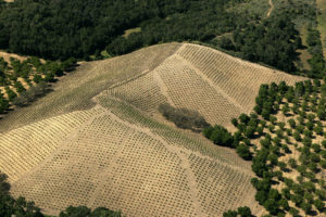 image of the famous ueberroth vineyard
