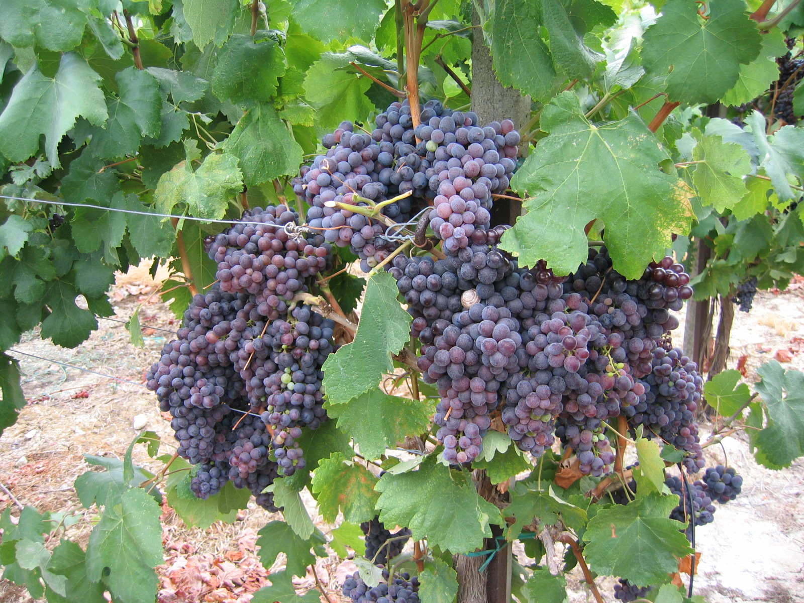 kostifali grapes
