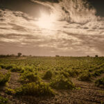 vineyard of Grandes Pago