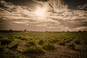 vineyard of Grandes Pago