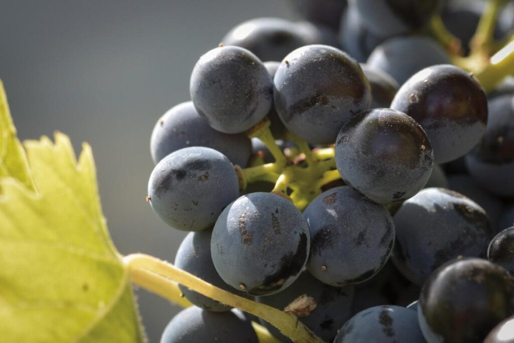 Carinena grapes 