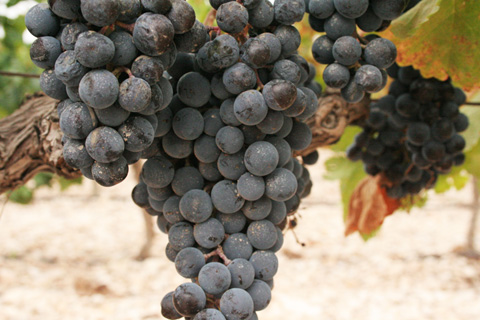monastrell grapes 