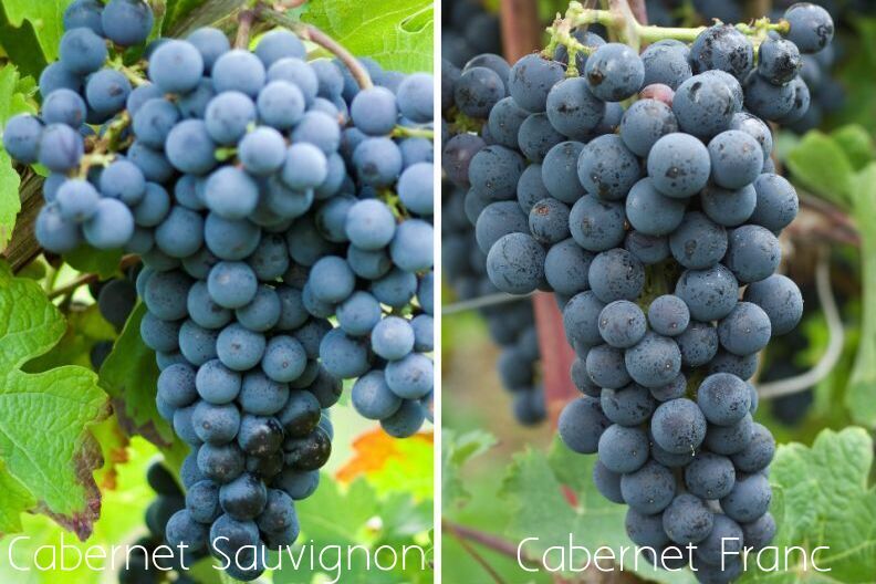 image showing the two clusters of cab sauv and cab franc
