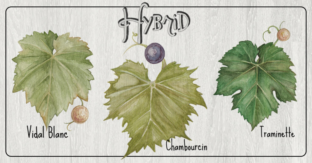 grape hybrids