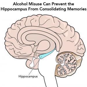 hippocampus of the brain