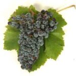 Nero d'Avola grape cluster