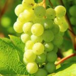 chardonnay grapes