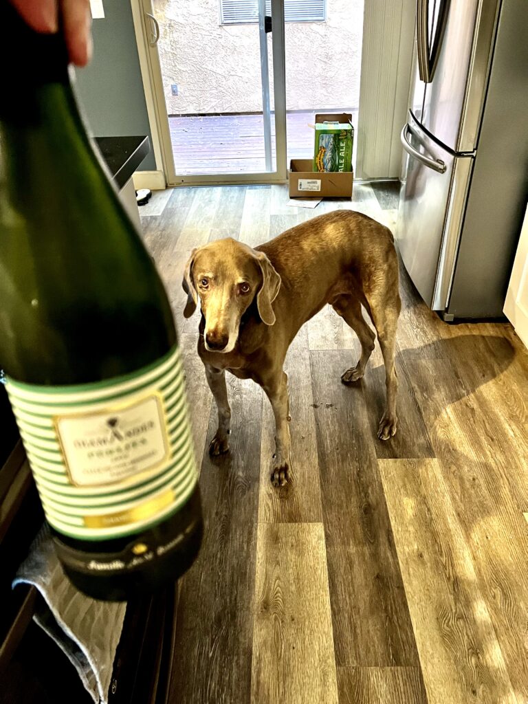 dog looking at a bottle of Bodega DiamAndes Perlita Chardonnay