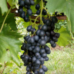 san marco grapes on vine