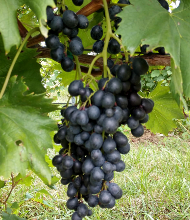 san marco grapes on vine