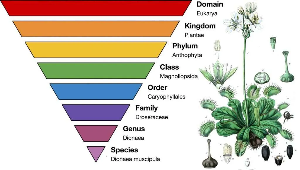 plant taxonomy pyramid