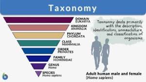 taxonomy pyramid for humas