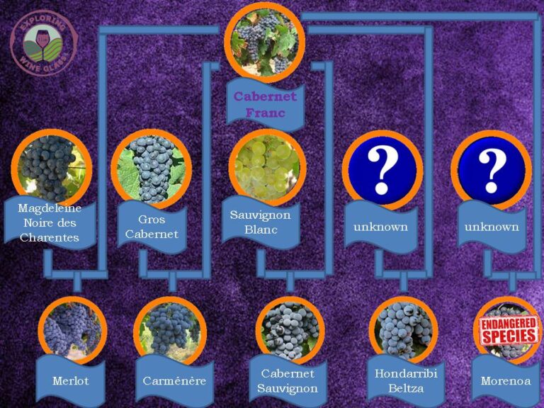 family tree with Cab Franc as the main father