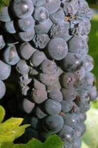 botrytis on red grapes on vine 