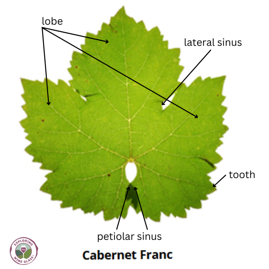 cabernet franc leaf with identifying features