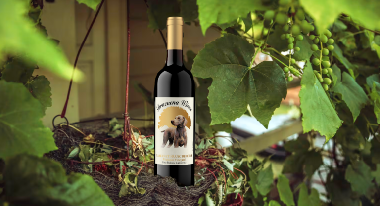 Cabernet Franc Spotlight: Dracaena Wines