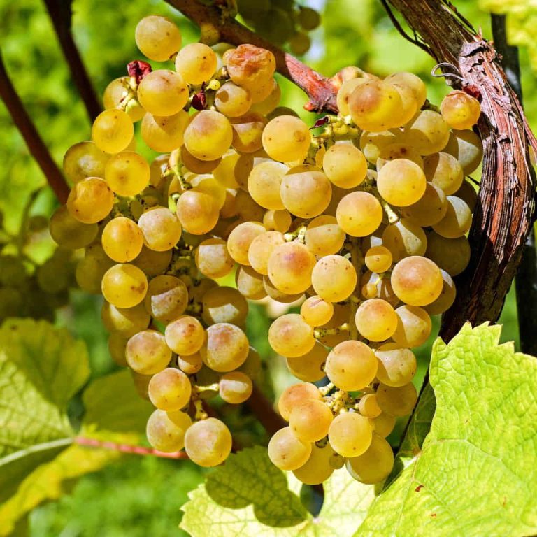 Traminette on Winephabet Street