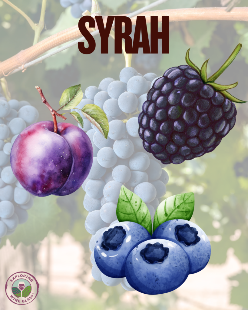 image of Syrah grapes with blackberry, blueberry and plum overlay