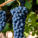 Syrah grapes