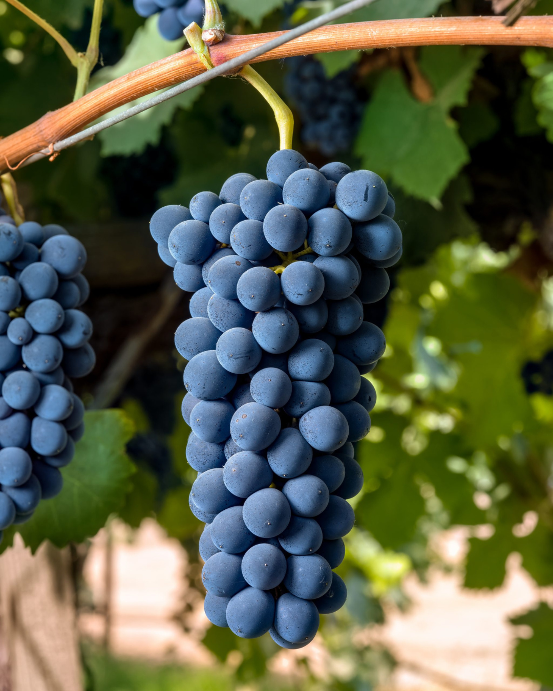 Syrah grapes