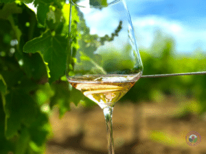 wine glass in vineyard