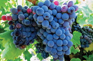 cluster of grenache grapes