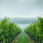 vineyard view