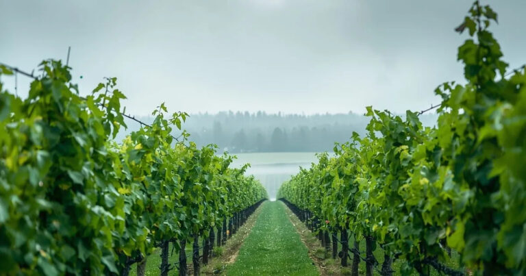 vineyard view
