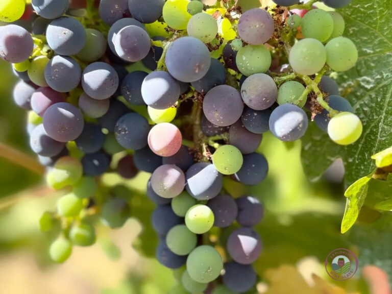 Beyond the Glass: What’s Quietly Happening in Paso Robles Vineyards This July