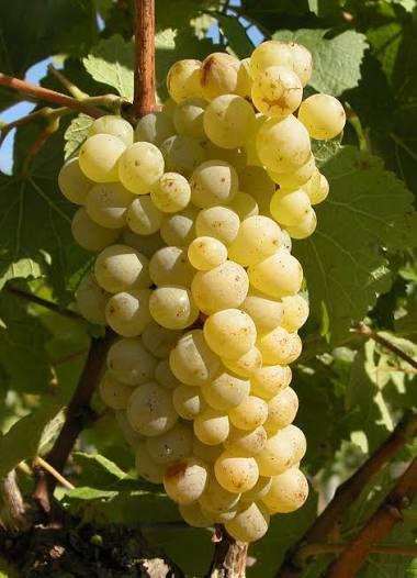 chenin blanc bunch