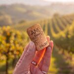Andreola cork being held in vineyard